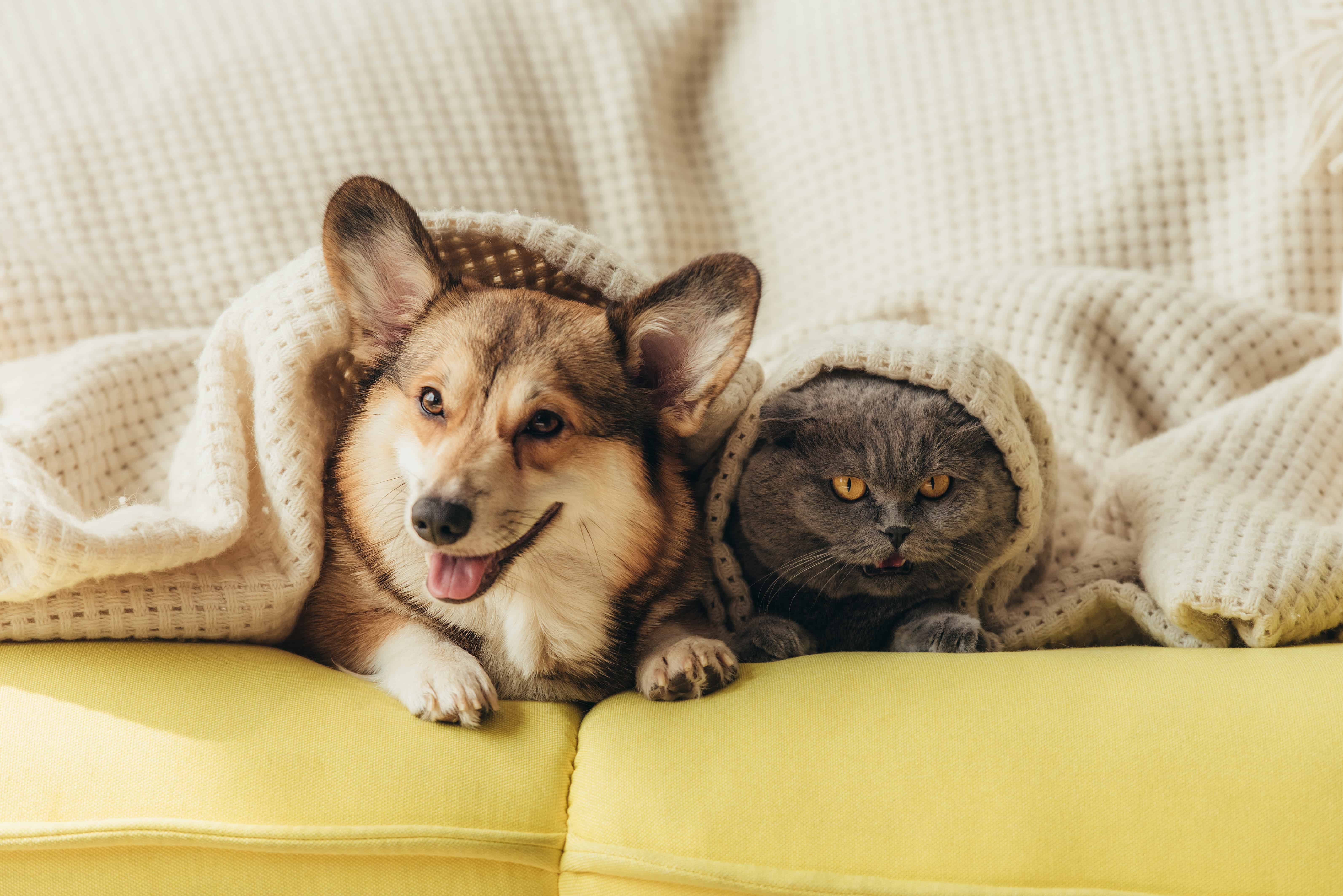 5 best handheld vacuum for pet hair: reviews and buying tips