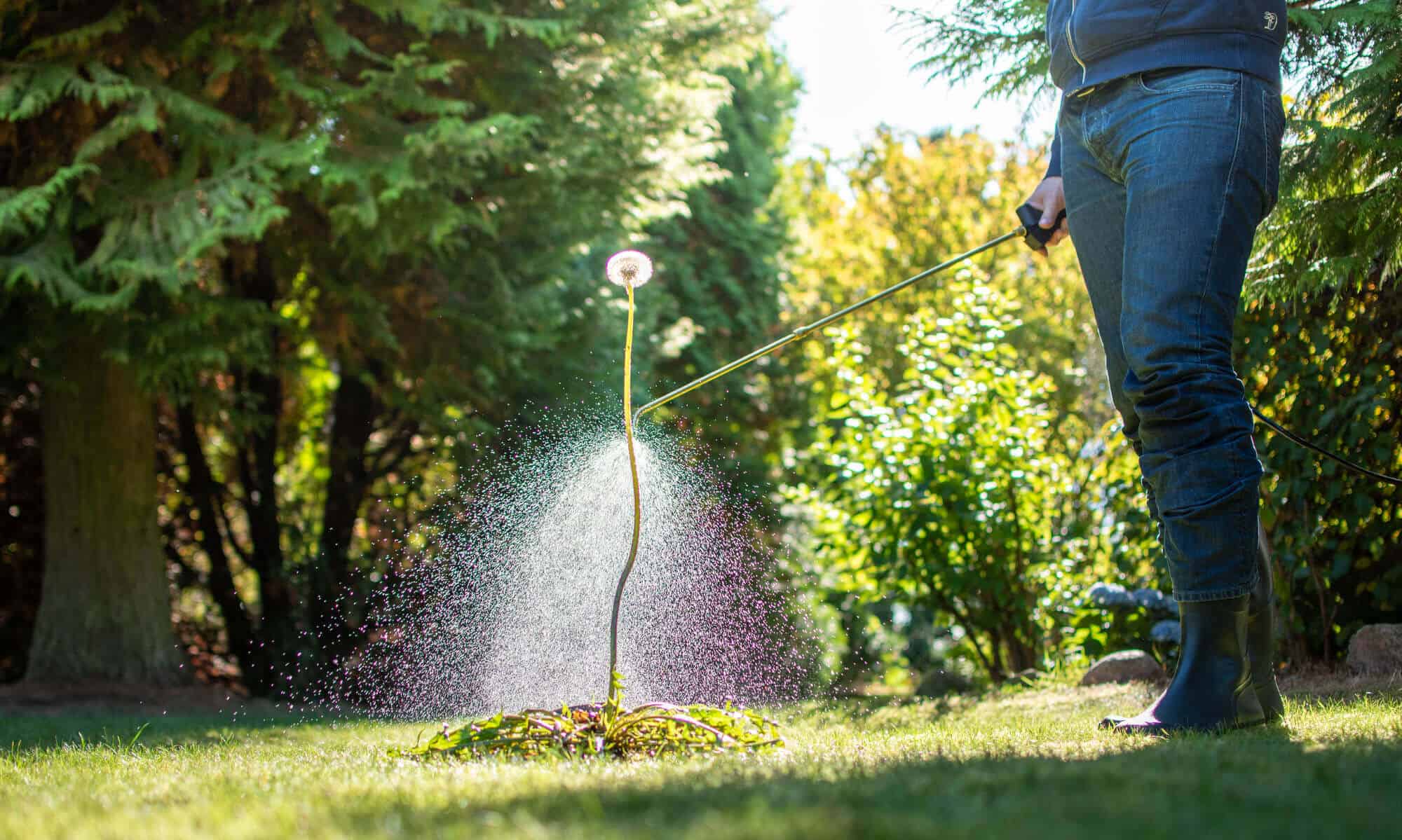 5 best weed and grass killers: top picks and ultimate buying tips