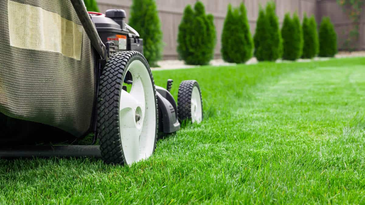 Are Craftsman Mowers Good? (Explained For Beginners)