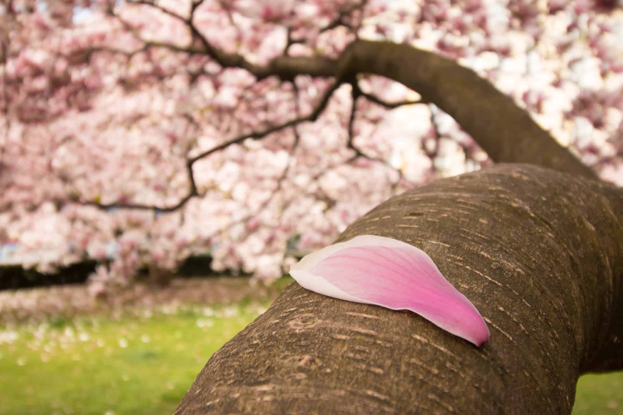 Is Magnolia Wood Good For Anything? (17 Facts With Pictures)