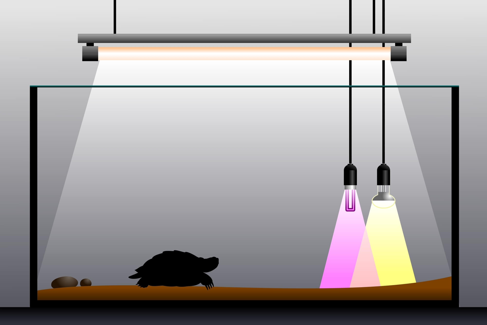 How Much Does a Turtle Tank Cost? (6 Examples)