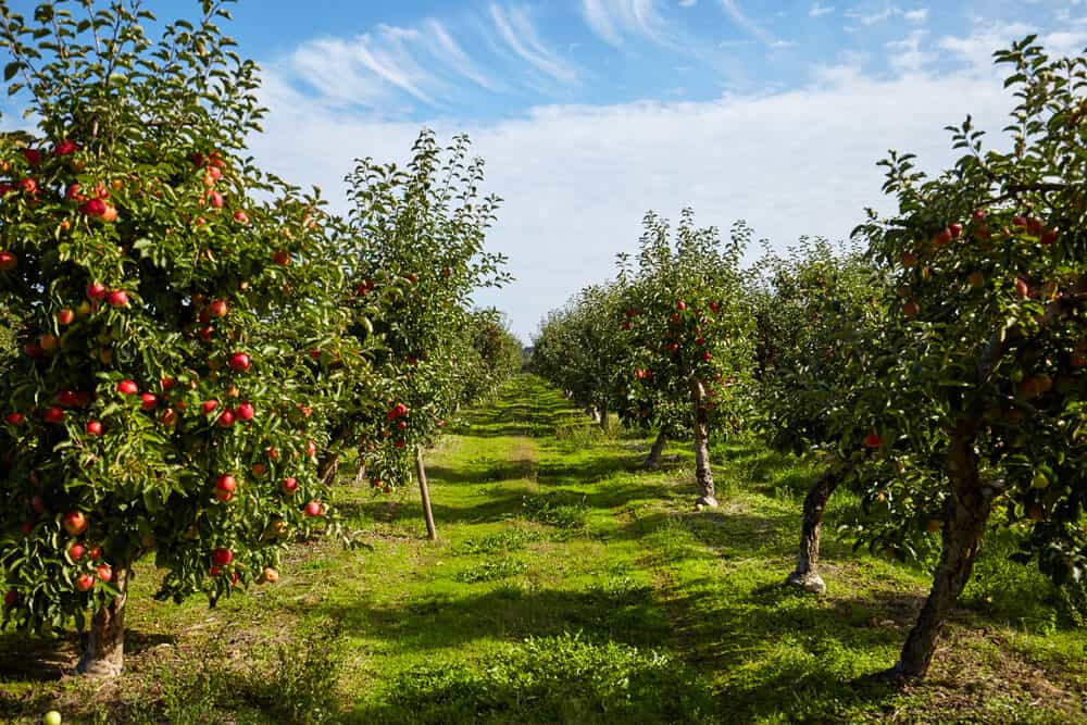 Is Apple Tree Wood Good for Anything? (10 Quick Facts)