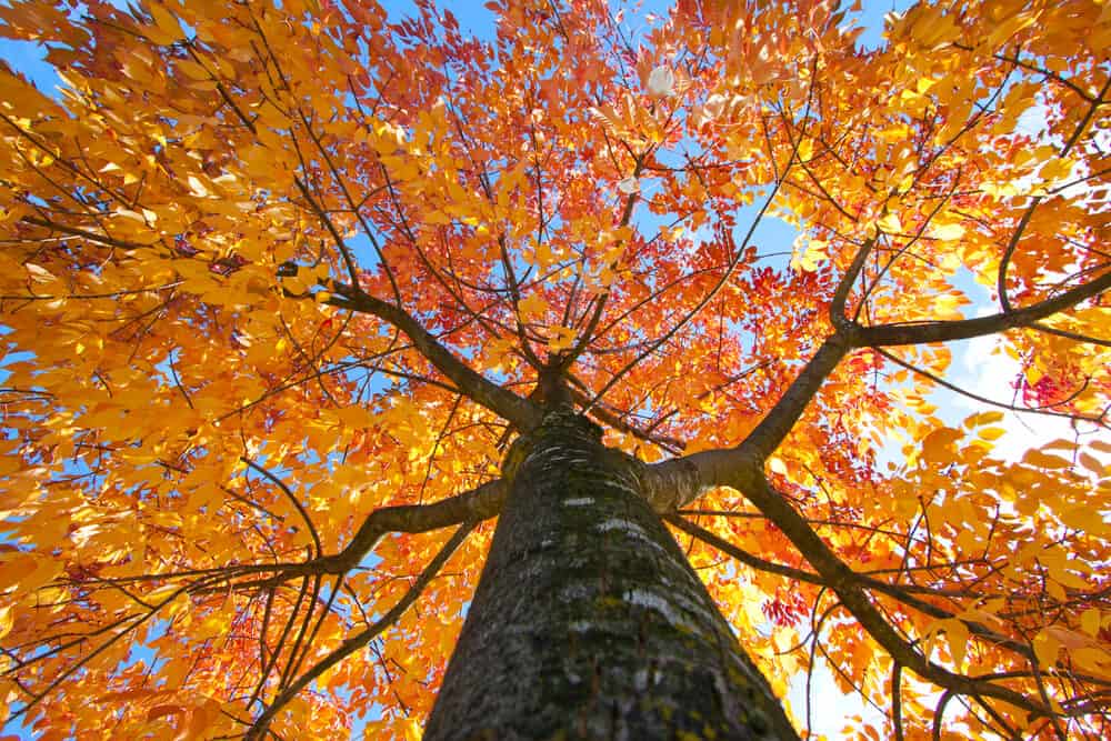 Is Elm Wood Good for Anything? (5 Facts with Pictures)