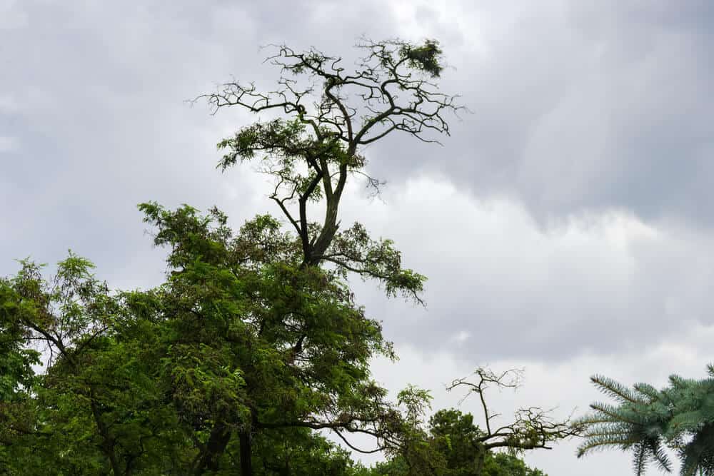 Is Black Locust Wood Good For Anything? (10 Quick Facts)