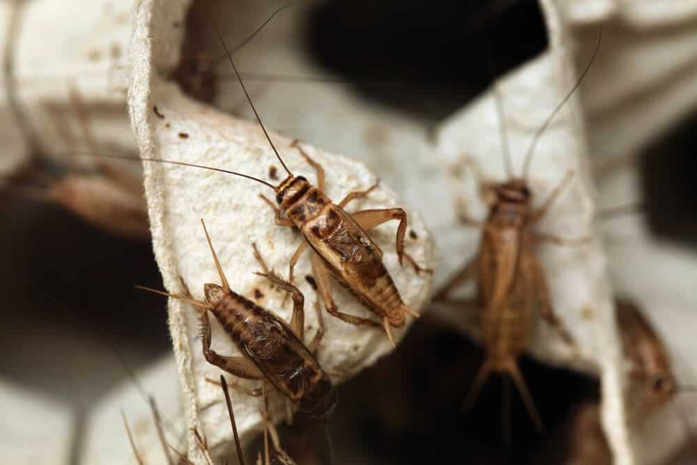 Why do Crickets Make Noise? (5 Important Facts)
