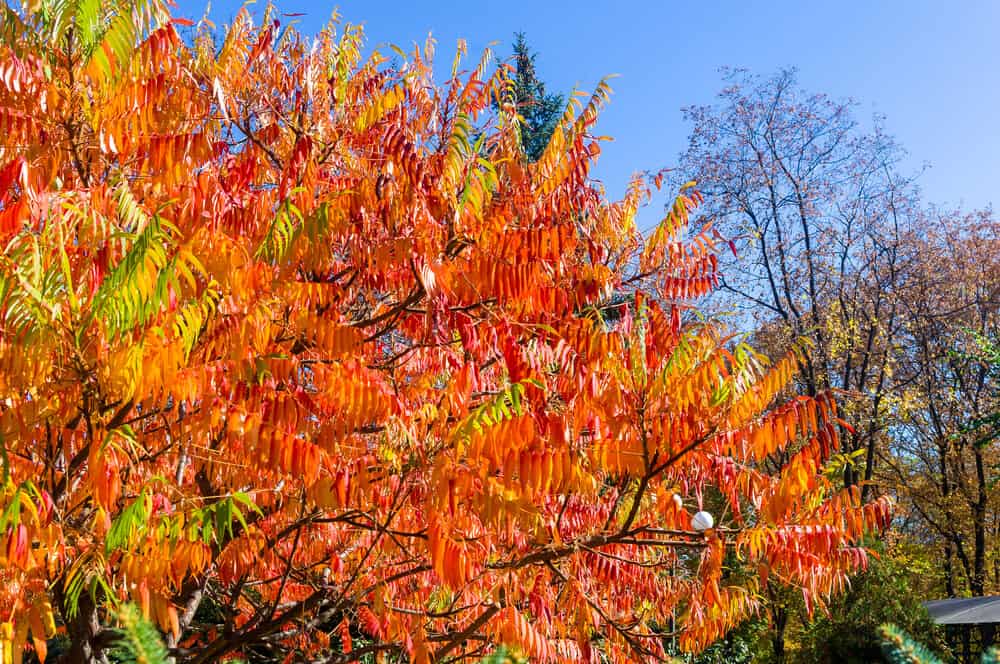 Is Sumac Wood Good for Anything? (9 Facts With Pictures)