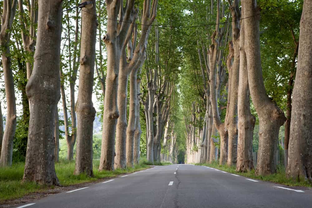 Is Sycamore Wood Good For Anything? (9 Quick Facts)