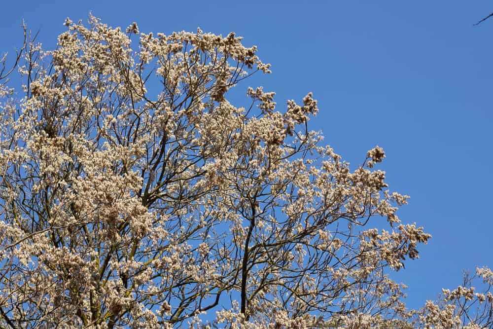 Is Tree of Heaven wood good for anything? (9 quick facts)