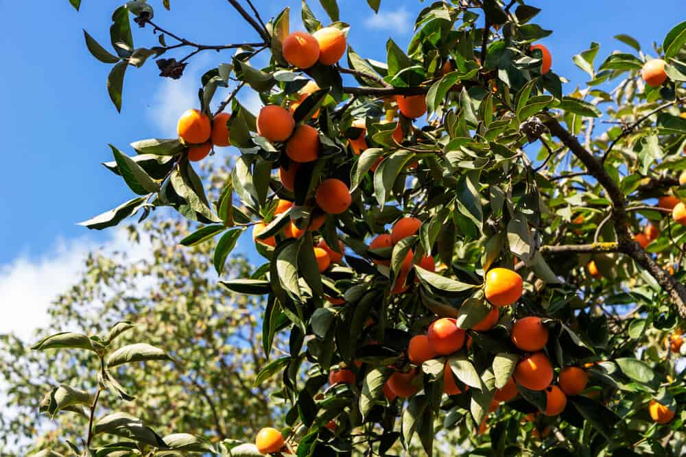 Is Persimmon Wood Good For Anything? (13 Quick Facts)