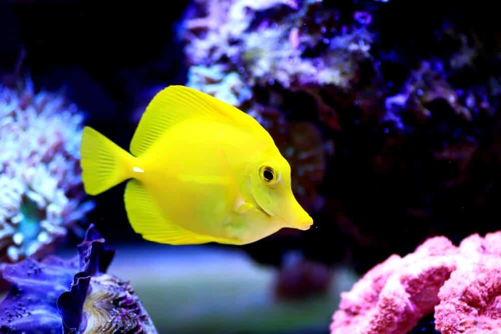 Why Do My Yellow Tangs Keep Dying? (8 Ways to Avoid It)