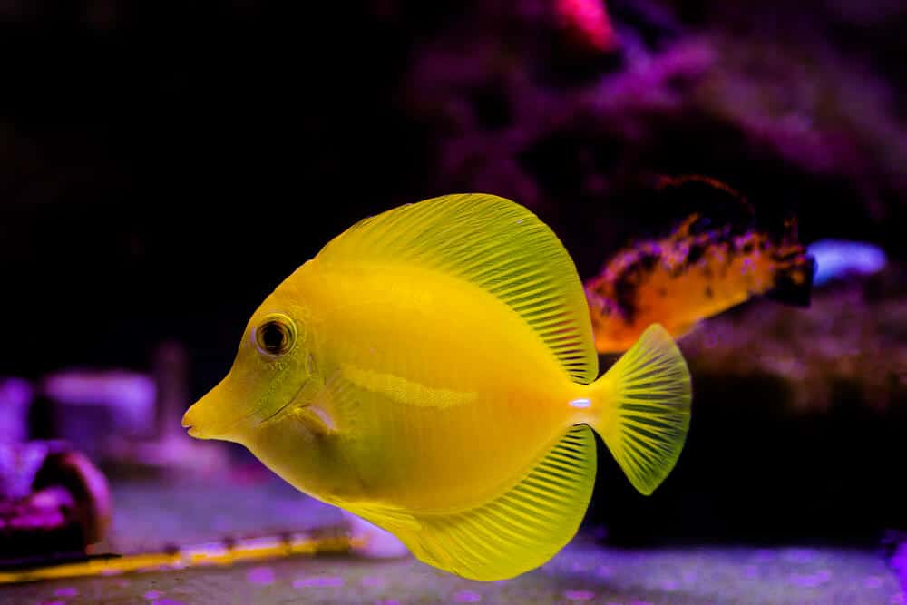 Yellow Tangs: 14 Quick Answers (For Beginners)