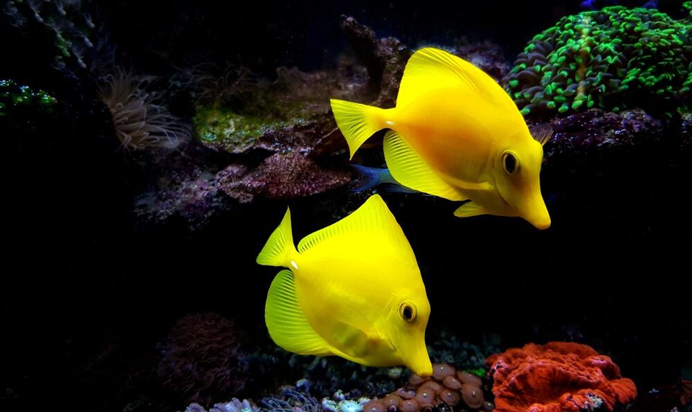 Yellow Tangs & Food: 6 Important Facts (Explained)