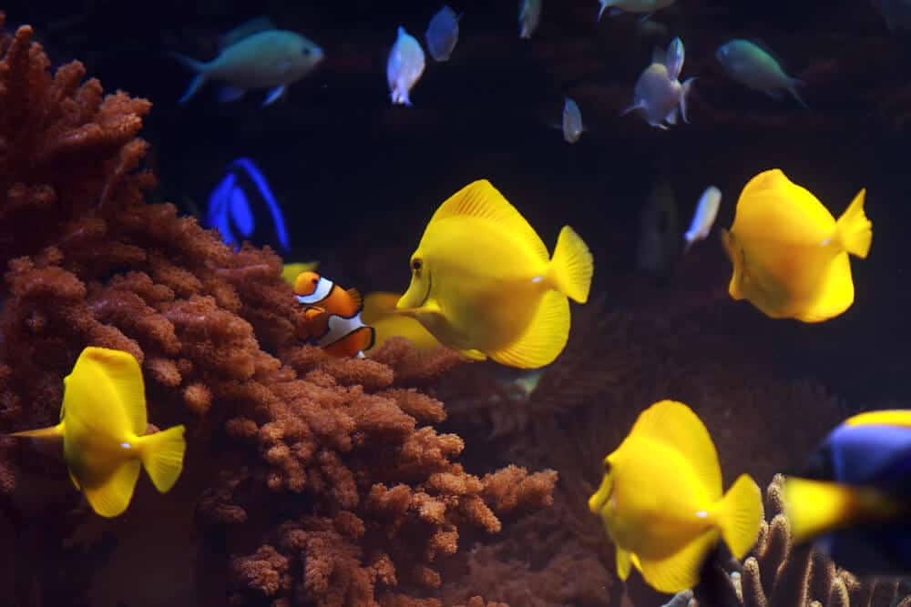 What Do You Feed Yellow Tangs? 10 Important Facts (Explained)