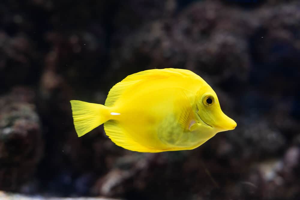 Why Are Yellow Tangs So Expensive? (Here's the Thing)