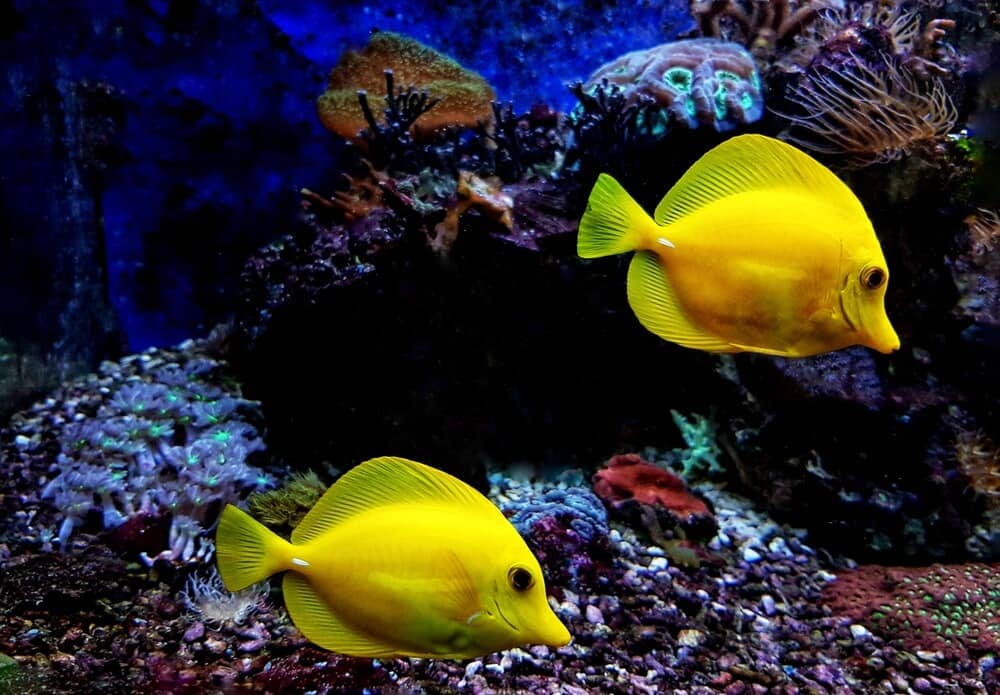 Why Is My Yellow Tang Pale? 5 Ways To Fix This