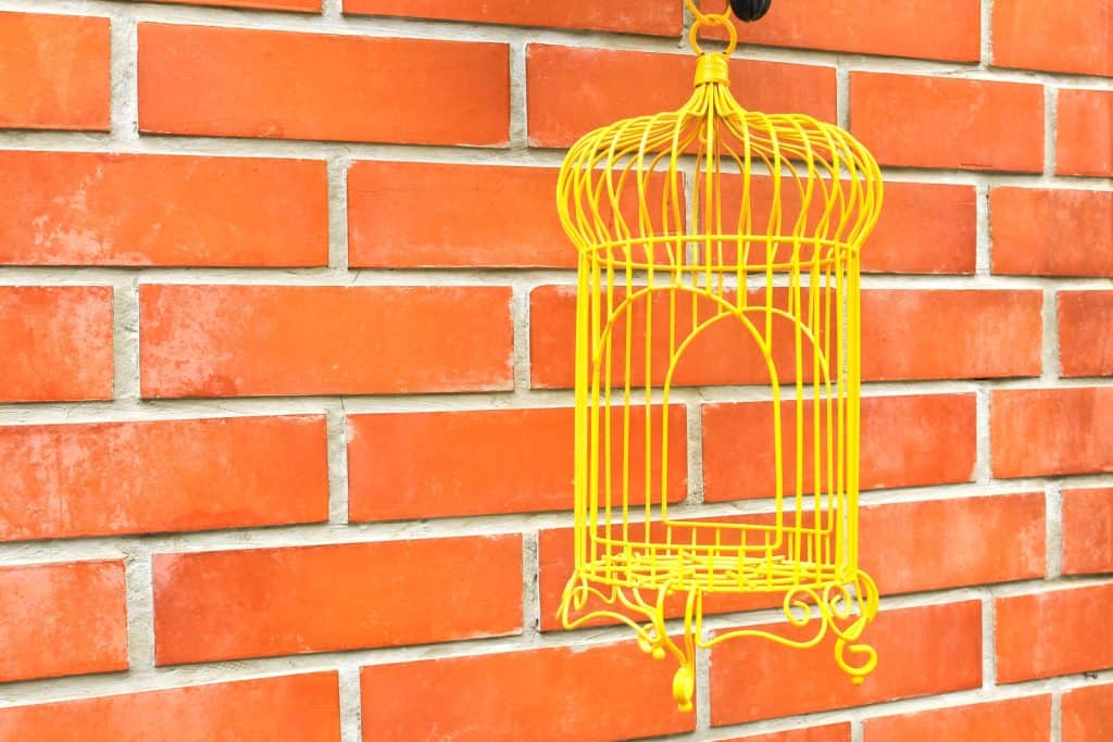 Best Color for Bird Cage