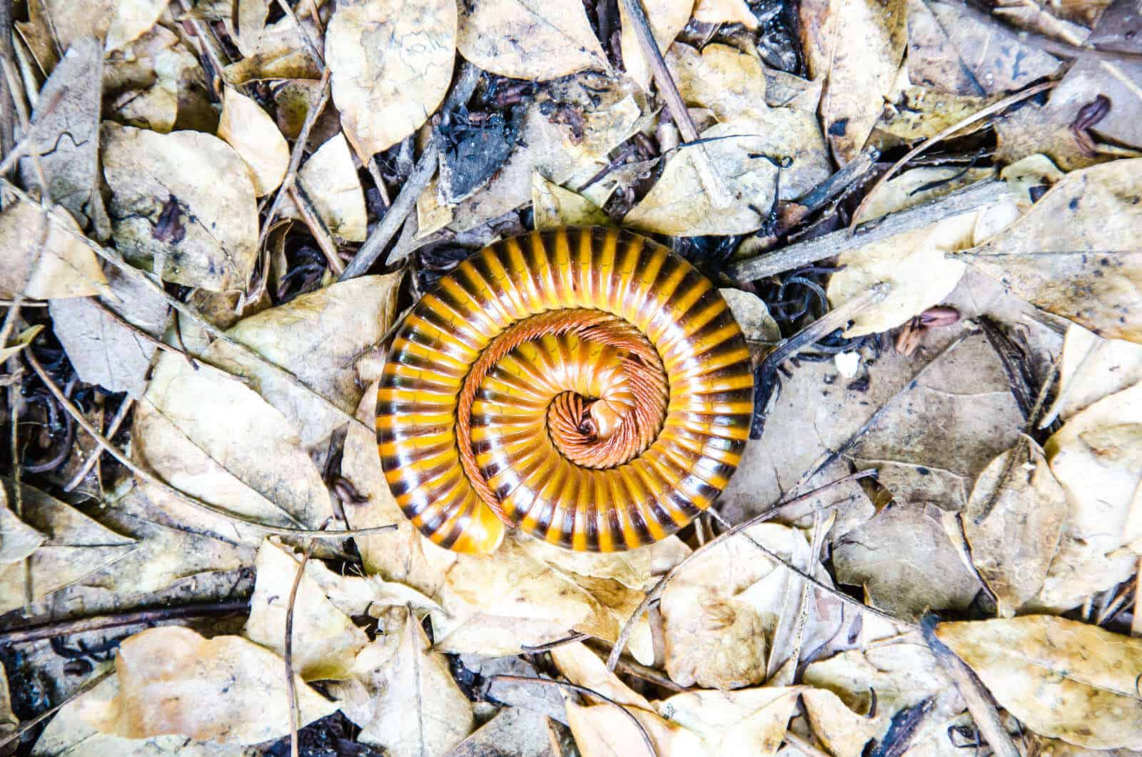 Will Vinegar Kill Millipedes? (Plus Tips to Control Them)